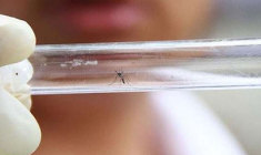 zika-virus+chikungunya+dengue+laboratorio-frischmann-aisengart_