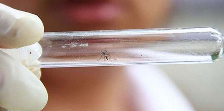 zika-virus+chikungunya+dengue+laboratorio-frischmann-aisengart_