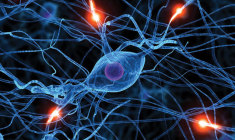 neuromudalacao-ensinando-o-cerebro-o-caminho-da-cura rauph-guimaraes